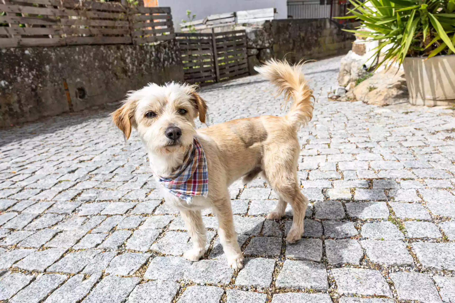 alojamento douro pedra viva mourisco guesthouse mascote
